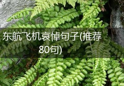 东航飞机哀悼句子(推荐80句)