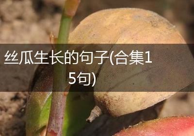 丝瓜生长的句子(合集15句)