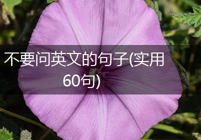 不要问英文的句子(实用60句)