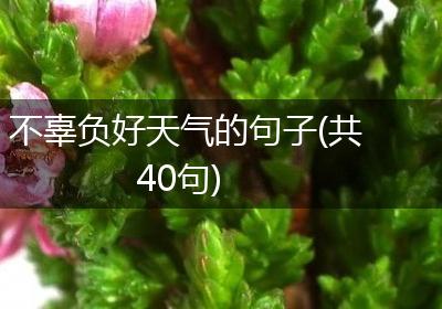 不辜负好天气的句子(共40句)
