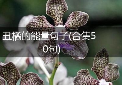 丑橘的能量句子(合集50句)