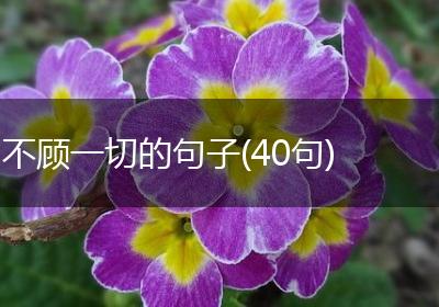 不顾一切的句子(40句)