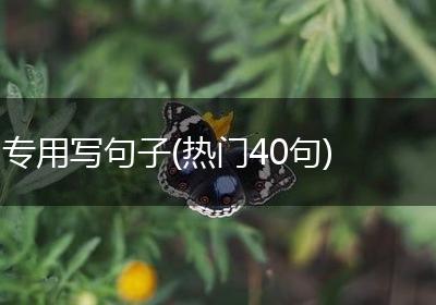 专用写句子(热门40句)