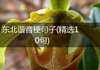 东北谐音梗句子(精选10句)