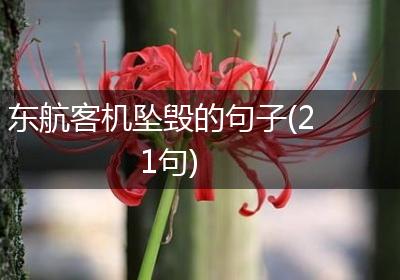 东航客机坠毁的句子(21句)