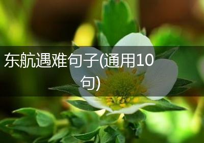 东航遇难句子(通用10句)