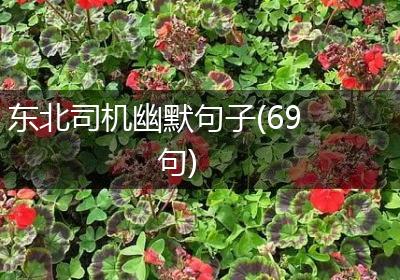 东北司机幽默句子(69句)