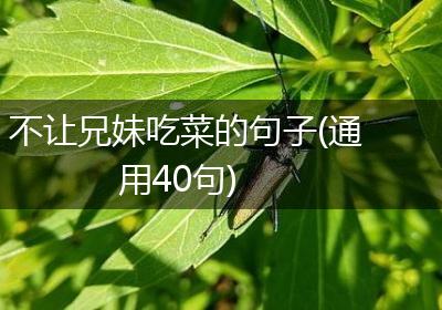 不让兄妹吃菜的句子(通用40句)