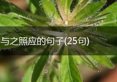 与之照应的句子(25句)