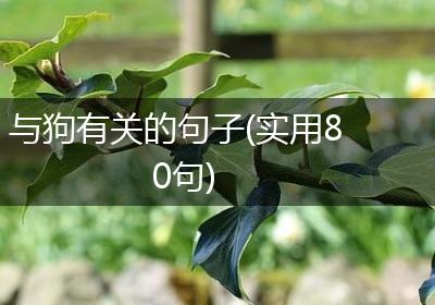 与狗有关的句子(实用80句)