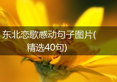 东北恋歌感动句子图片(精选40句)