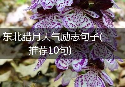 东北腊月天气励志句子(推荐10句)