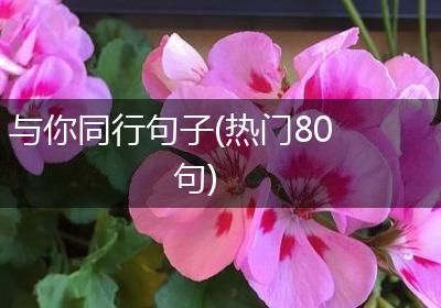 与你同行句子(热门80句)