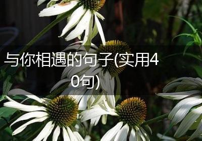 与你相遇的句子(实用40句)
