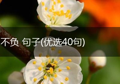 不负 句子(优选40句)