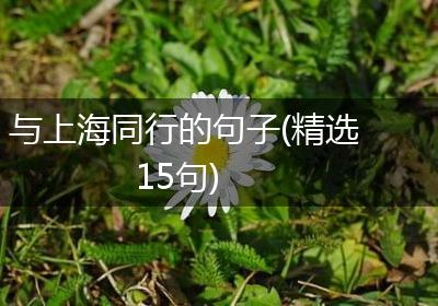 与上海同行的句子(精选15句)