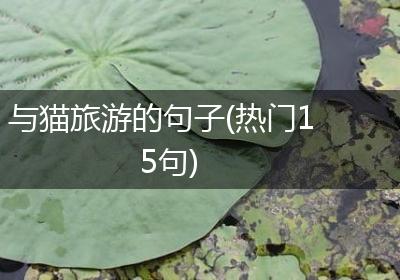 与猫旅游的句子(热门15句)