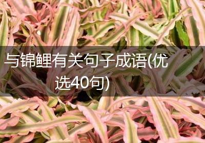 与锦鲤有关句子成语(优选40句)