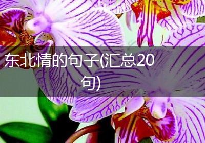 东北情的句子(汇总20句)