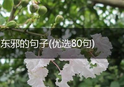 东邪的句子(优选80句)