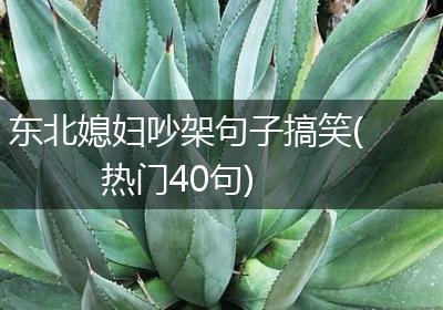 东北媳妇吵架句子搞笑(热门40句)