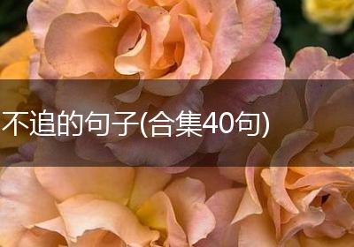 不追的句子(合集40句)