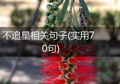不追星相关句子(实用70句)