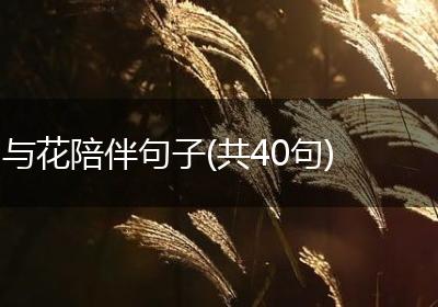 与花陪伴句子(共40句)