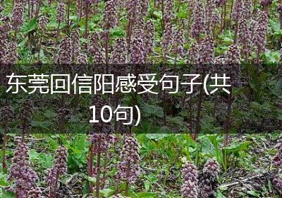 东莞回信阳感受句子(共10句)