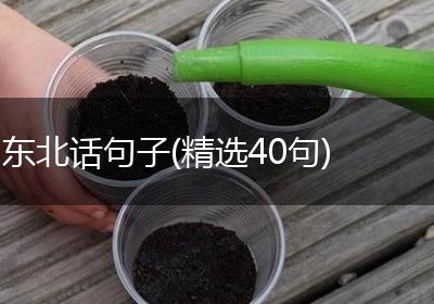 东北话句子(精选40句)