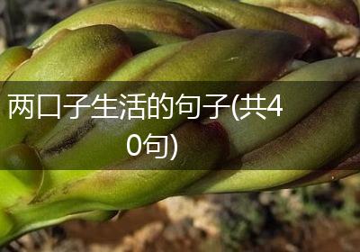 两口子生活的句子(共40句)