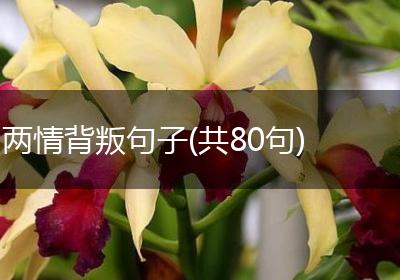 两情背叛句子(共80句)