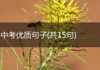 中考优质句子(共15句)