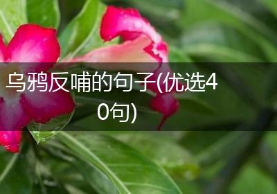 乌鸦反哺的句子(优选40句)