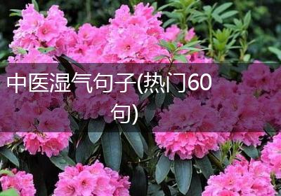 中医湿气句子(热门60句)