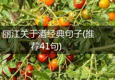 丽江关于酒经典句子(推荐41句)