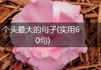 个头最大的句子(实用60句)