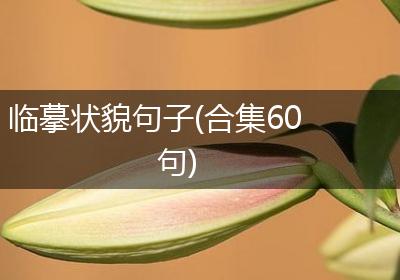 临摹状貌句子(合集60句)