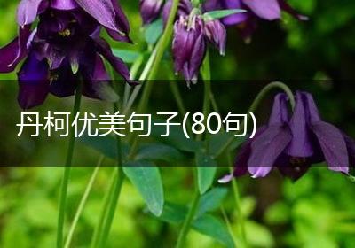 丹柯优美句子(80句)