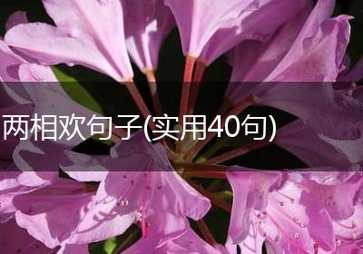 两相欢句子(实用40句)