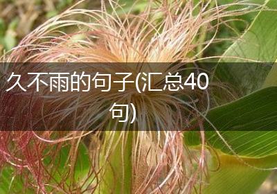 久不雨的句子(汇总40句)