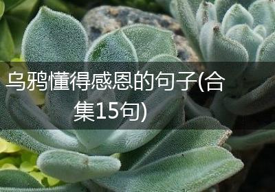 乌鸦懂得感恩的句子(合集15句)