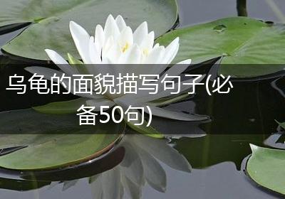 乌龟的面貌描写句子(必备50句)