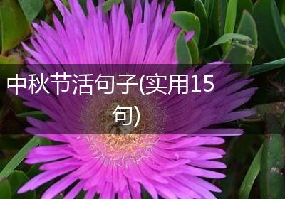 中秋节活句子(实用15句)