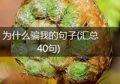 为什么骗我的句子(汇总40句)