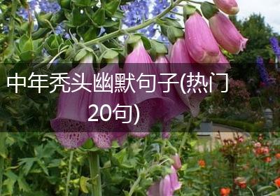 中年秃头幽默句子(热门20句)