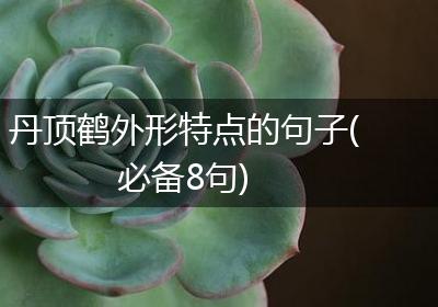丹顶鹤外形特点的句子(必备8句)