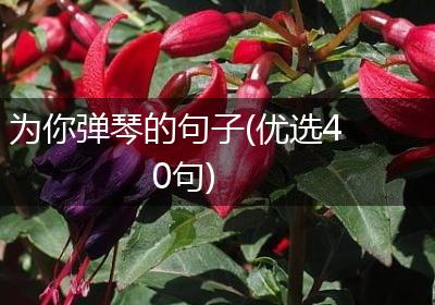 为你弹琴的句子(优选40句)
