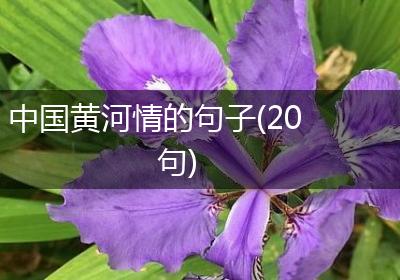 中国黄河情的句子(20句)
