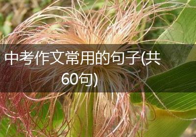 中考作文常用的句子(共60句)